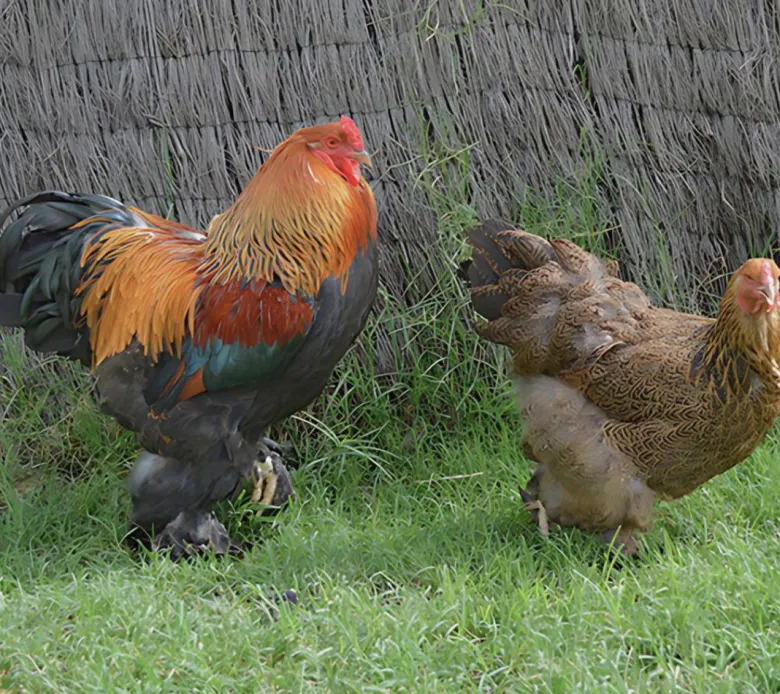 Brahma