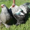 Brahma enano