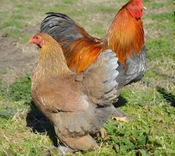 Brahma enano