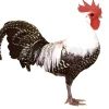 Brakel