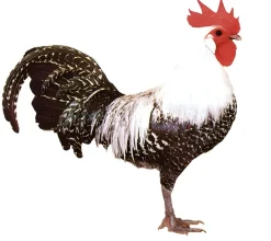 Brakel