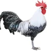 Brakel enana