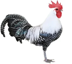 Brakel enana