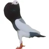 Buchón Pío