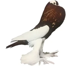 Buchón Pío de Sajonia
