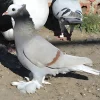 Cabeza blanca de Turingia