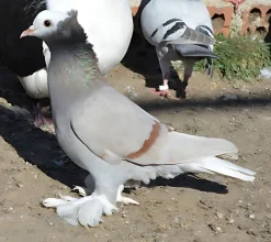 Cabeza blanca de Turingia