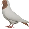 Cabeza de moro de Alemania de Sur