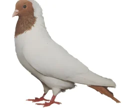Cabeza de moro de Alemania de Sur