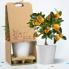 Calamondin