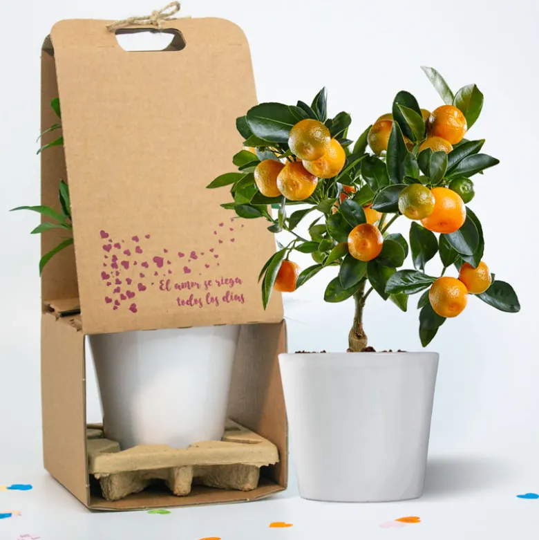 Calamondin