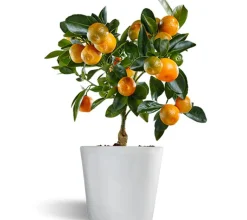 Calamondin