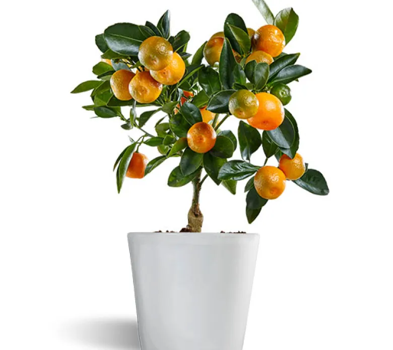 Calamondin