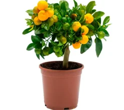 Calamondin
