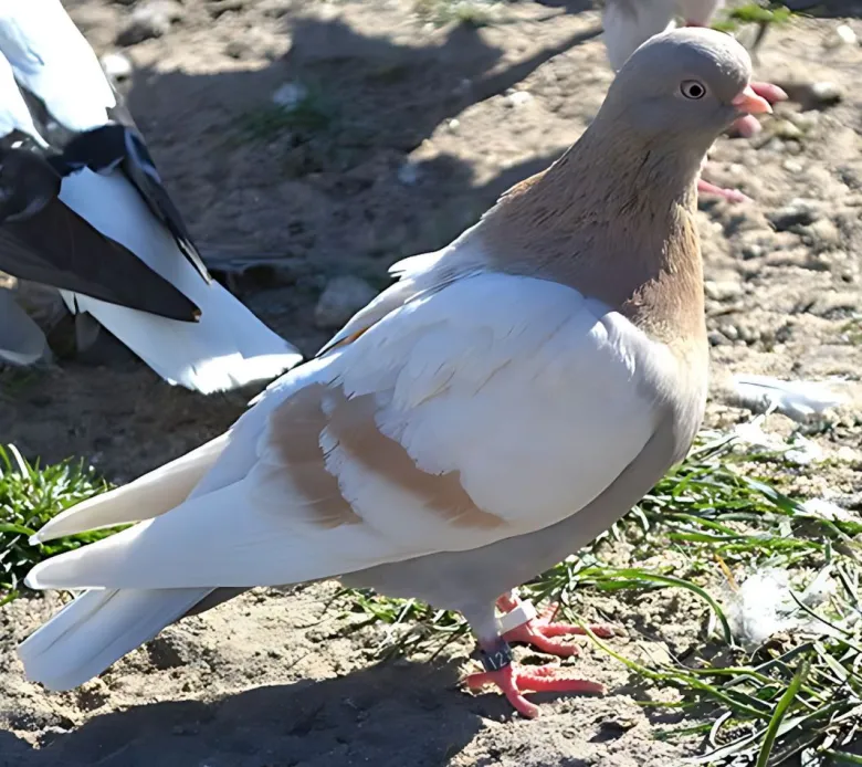 Cambalotha portuguesa