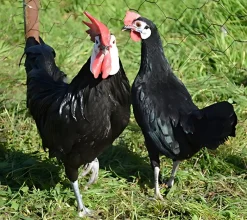 Cara blanca enano