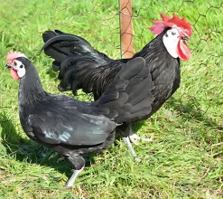 Cara blanca enano