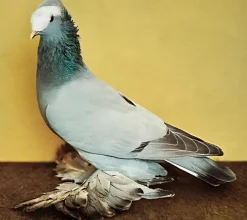 Casquete blanco de Sajonia