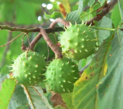 Castaño de Indias