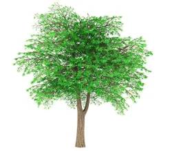 Cedro