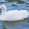 Cisne coscoroba