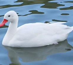 Cisne coscoroba