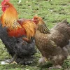 Cochinchina