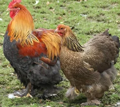 Cochinchina