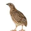 Codorniz común (coturnix)