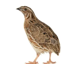 Codorniz común (coturnix)
