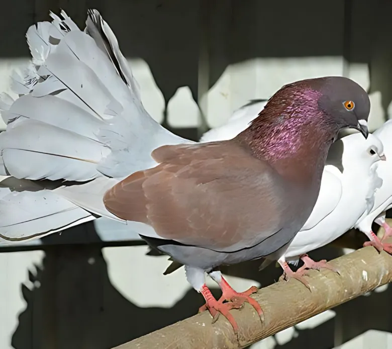 Colipava