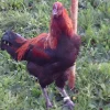 Combatiente de Brujas