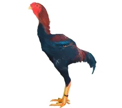 Combatiente Malayo