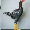 Combatiente Malayo enano