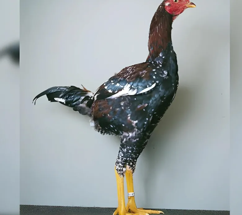 Combatiente Malayo enano