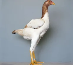 Combatiente Malayo enano