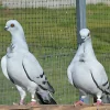 Corbata italiana