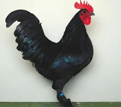 Croad Langshan enana