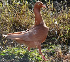Cuello temblón de Stargard