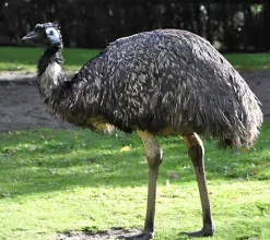 Emú