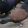 Escarabajo de Turingia