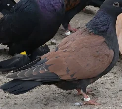 Escarabajo de Turingia