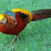 Faisán dorado
