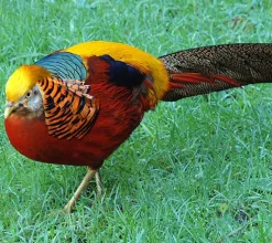 Faisán dorado