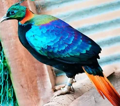 Faisán Monal