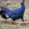 Faisán Orejudo azul