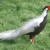 Faisán plateado