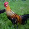 Fénix