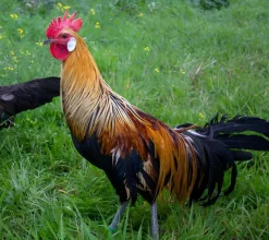 Fénix