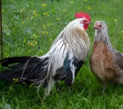 Fénix